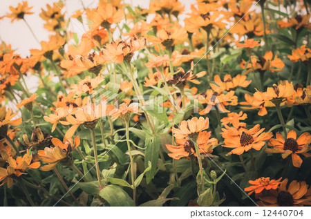 Zinnia angustifolia flowers vintage Zinnia angustifolia flowers vintage 12440704