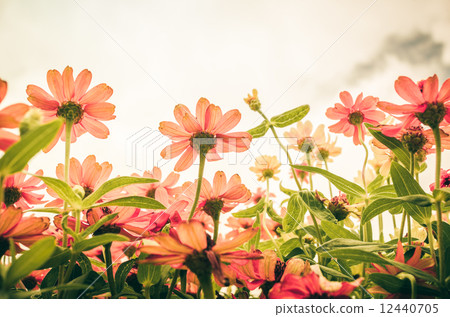 Zinnia angustifolia flowers vintage Zinnia angustifolia flowers vintage 12440705