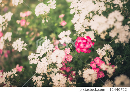 Wild little flowers vintage 12440722