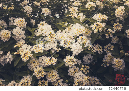 Lantana or Wild sage or Cloth of gold vintage 12440736