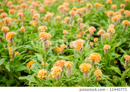 Celosia or Wool flowers or Cockscomb flower 12440773