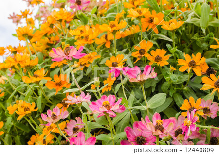Zinnia angustifolia flowers Zinnia angustifolia flowers 12440809