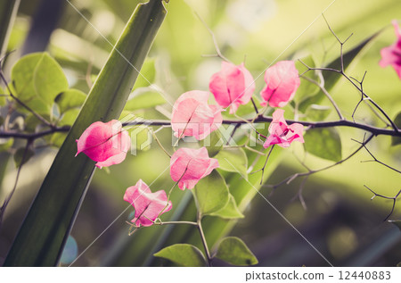 Paper flowers or Bougainvillea vintage Paper flowers or Bougainvillea vintage 12440883