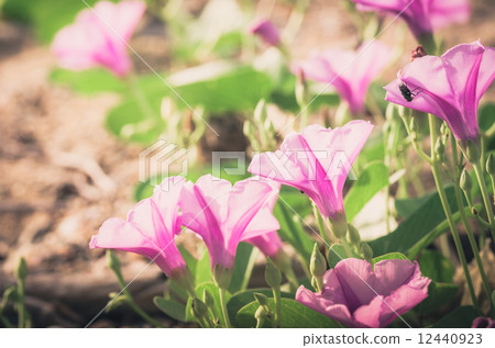 Morning glory or Convolvulaceae flowers vintage Morning glory or Convolvulaceae flowers vintage 12440923