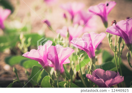 Morning glory or Convolvulaceae flowers vintage Morning glory or Convolvulaceae flowers vintage 12440925