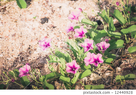 Morning glory or Convolvulaceae flowers vintage Morning glory or Convolvulaceae flowers vintage 12440928
