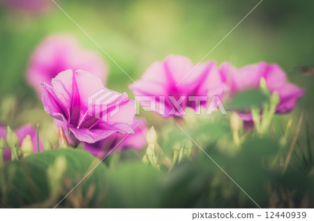 Morning glory or Convolvulaceae flowers vintage Morning glory or Convolvulaceae flowers vintage 12440939