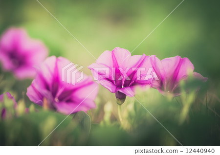 Morning glory or Convolvulaceae flowers vintage Morning glory or Convolvulaceae flowers vintage 12440940