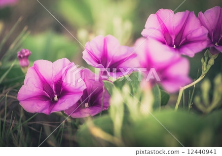 Morning glory or Convolvulaceae flowers vintage Morning glory or Convolvulaceae flowers vintage 12440941