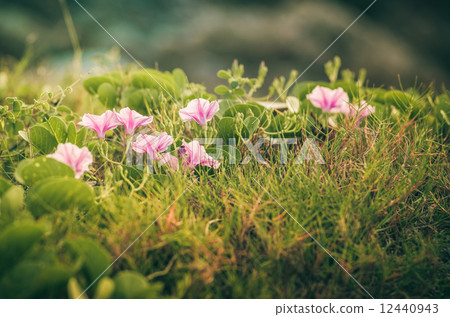 Morning glory or Convolvulaceae flowers vintage Morning glory or Convolvulaceae flowers vintage 12440943