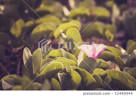 Morning glory or Convolvulaceae flowers vintage Morning glory or Convolvulaceae flowers vintage 12440944