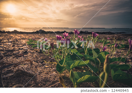 Morning glory or Convolvulaceae flowers vintage Morning glory or Convolvulaceae flowers vintage 12440945