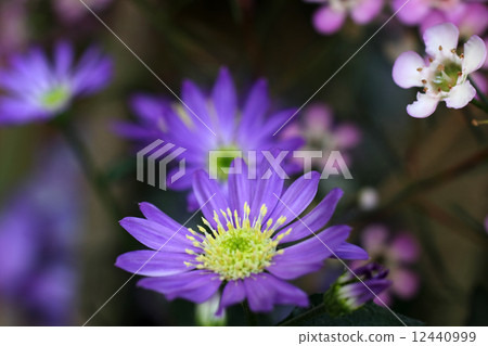 Miyako Wasure和Wax Flower Miyako Wasure和Wax Flower 12440999