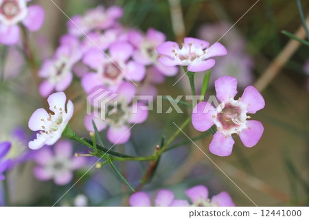 Wax Flower Wax Flower 12441000