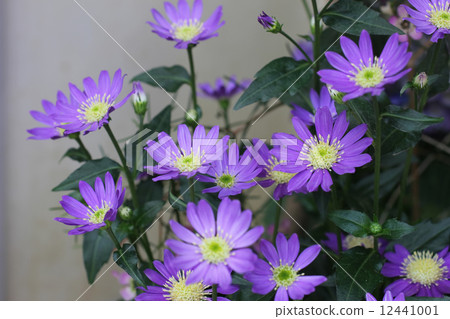 Miyako Wasure Miyako Wasure 12441001