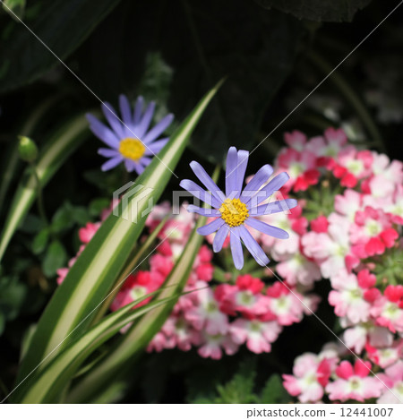 藍色雛菊和馬鞭草 藍色雛菊和馬鞭草 12441007