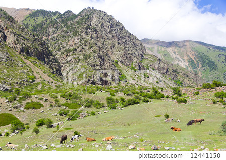 Caucasus rockies with cows Caucasus rockies with cows 12441150