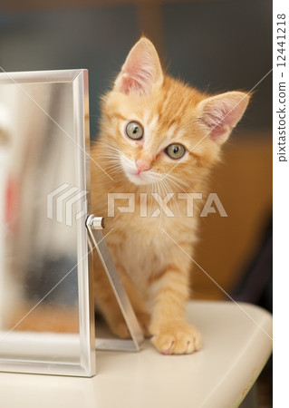 A kitten A kitten 12441218