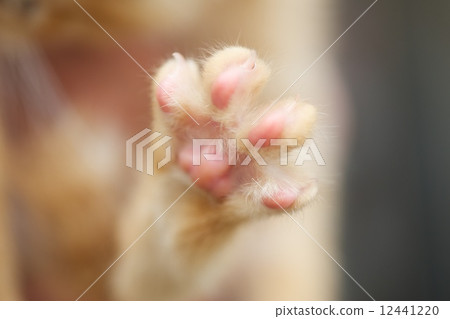 A kitten A kitten 12441220