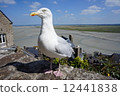 Seagull of France 12441838