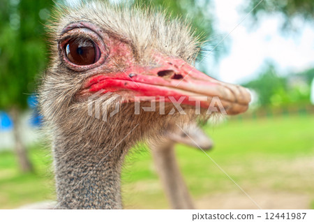 ostrich ostrich 12441987