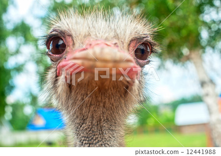 ostrich ostrich 12441988