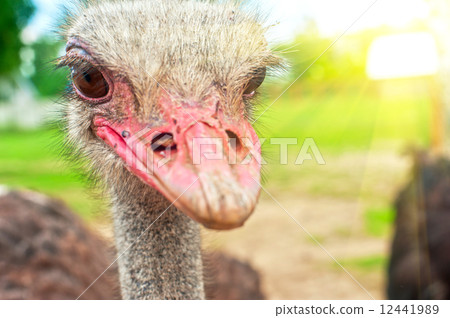 ostrich ostrich 12441989