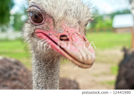 ostrich ostrich 12441990