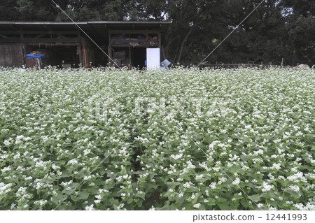 蕎麥花 蕎麥花 12441993