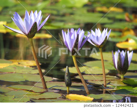 Water lily 12442421