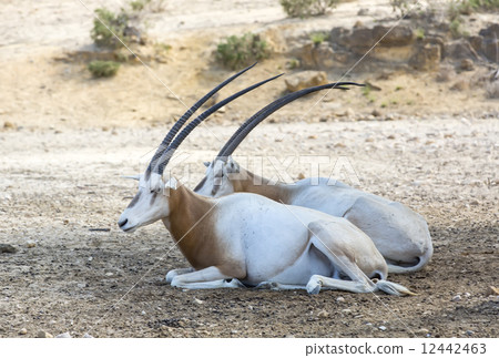 Young antelope on desert background horns impala Young antelope on desert background horns impala 12442463