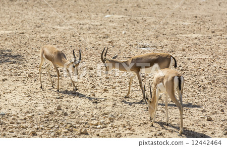 Young antelope on desert background horns impala Young antelope on desert background horns impala 12442464