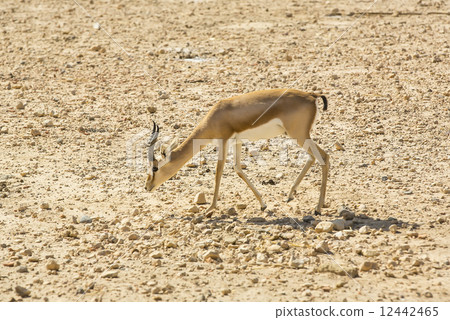 Young antelope on desert background horns impala Young antelope on desert background horns impala 12442465