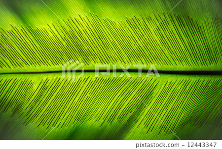The spore of Fern leaf The spore of Fern leaf 12443347