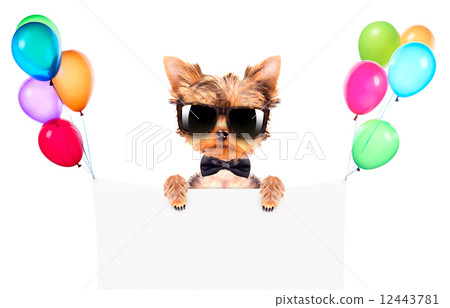 dog wearing a neck bow and shades with banner dog wearing a neck bow and shades with banner 12443781