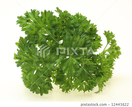 Parsley Parsley 12443822