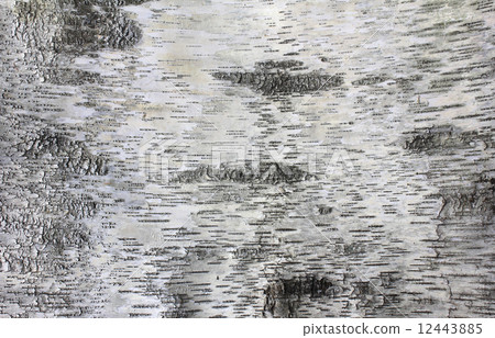 White birch tree 12443885
