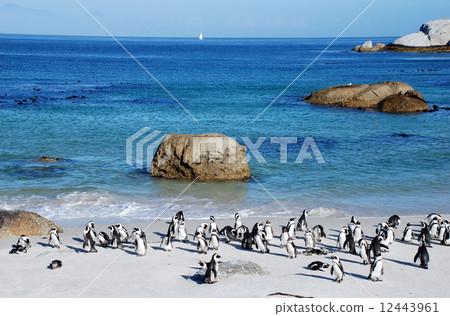penguin colony on the ocean beach near Capetown 12443961