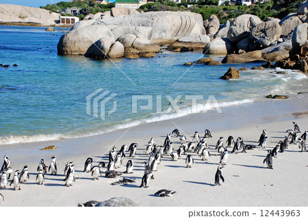 penguin colony on the ocean beach near Capetown 12443963