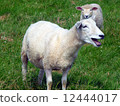 在英格蘭的羊 12444017