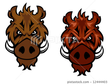 Fierce wild boar with curved tusks Fierce wild boar with curved tusks 12444403