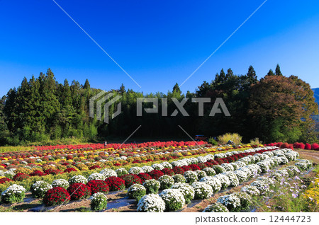 Autumn leaves of Kogiku and Horigusa Autumn leaves of Kogiku and Horigusa 12444723