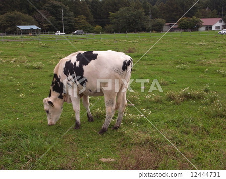 Cattle eating food 12444731