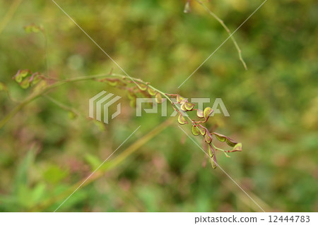 Plants · Nusubitohagi family 12444783