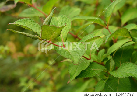 Tree · Thaniwaseji honeysucker family Tree · Thaniwaseji honeysucker family 12444788