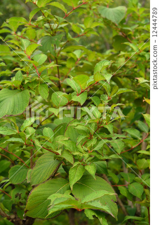 Tree · Thaniwaseji honeysucker family 12444789