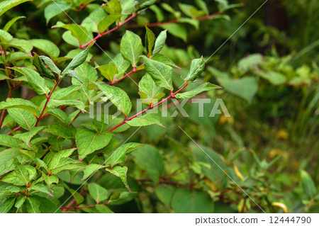 Tree · Thaniwaseji honeysucker family 12444790
