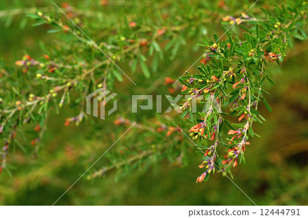 Plants · Medhaghi legume Plants · Medhaghi legume 12444791