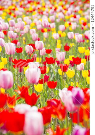 鬱金香 鬱金香 12444793