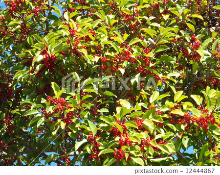 Kuroganaemochi 12444867